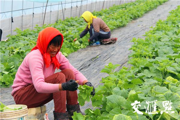 兴东镇最新新闻，探索发展前沿，聚焦时事热点，兴东镇最新发展动态，探索前沿发展，聚焦时事热点