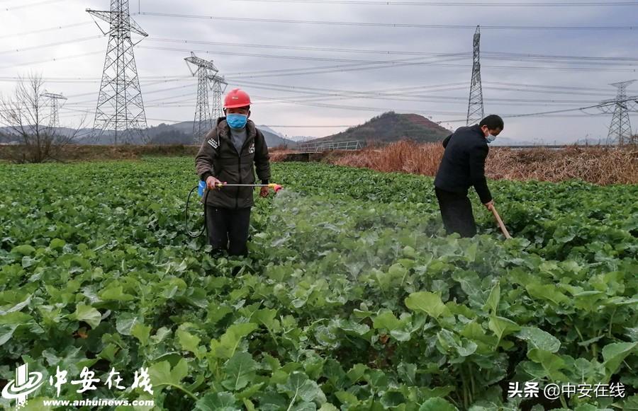 新河县农业农村局最新发展规划，塑造乡村新面貌，推动农业现代化，新河县农业农村局发展规划，推动农业现代化，塑造乡村新面貌